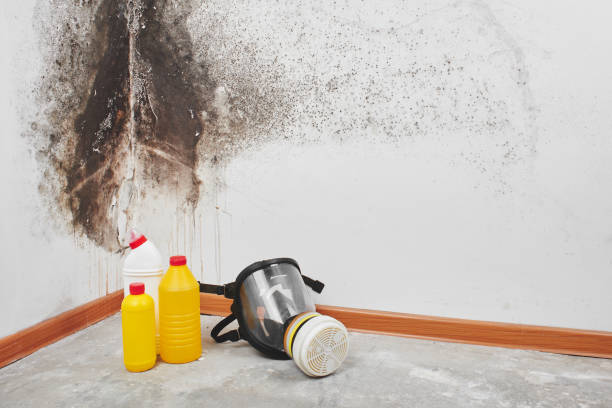 Professional Mold Inspection, Removal & Remediation in Cherry Valley, CA